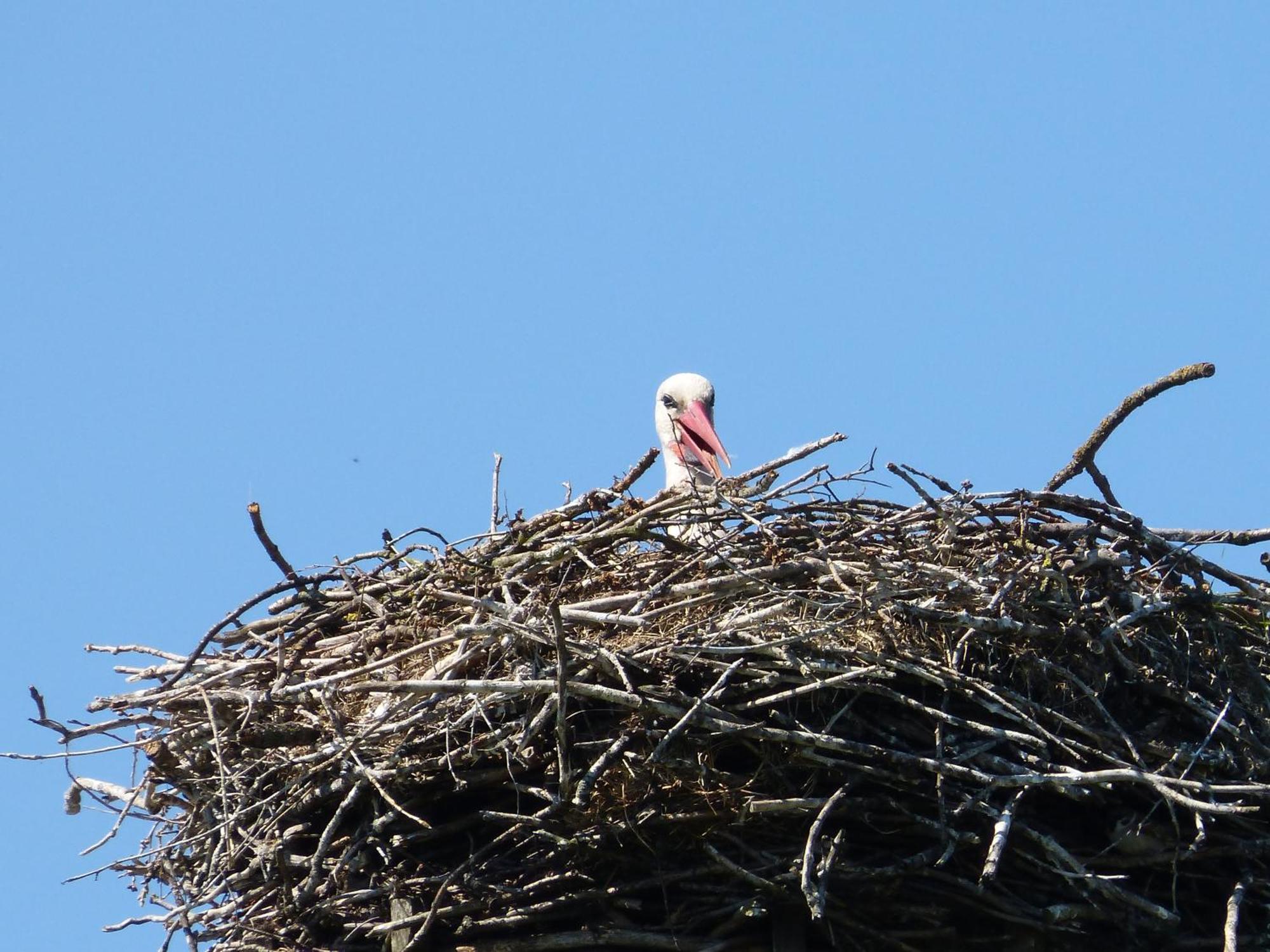 Zur Amsel Daire Damnatz Dış mekan fotoğraf